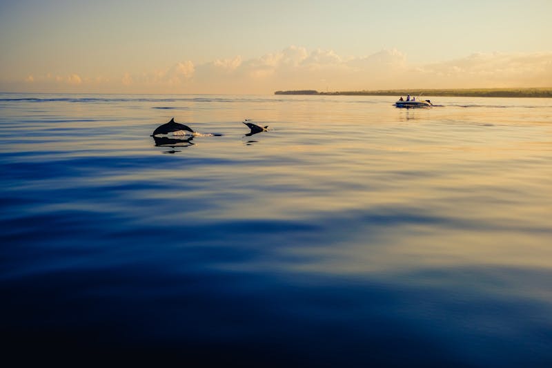 Dolphins off the Mauritius coast