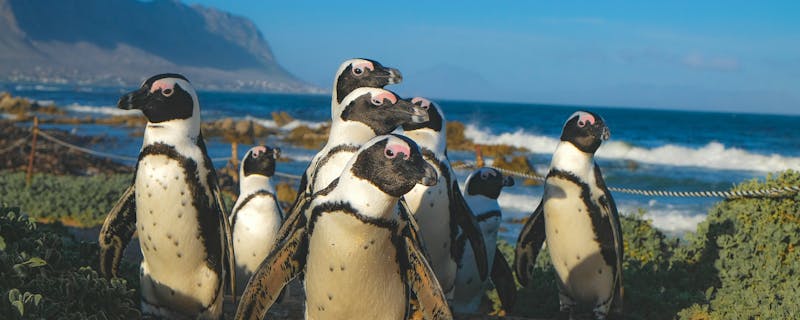A group of African Penguins on a beach in Betty's Bay, South Africa