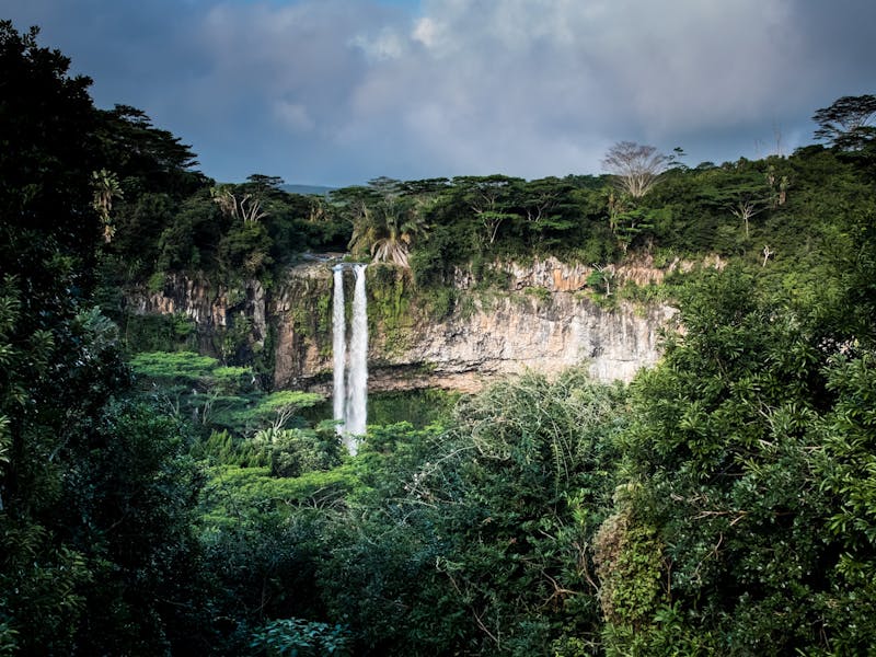 Jungle near Chamarel Waterfall in Mauritius.