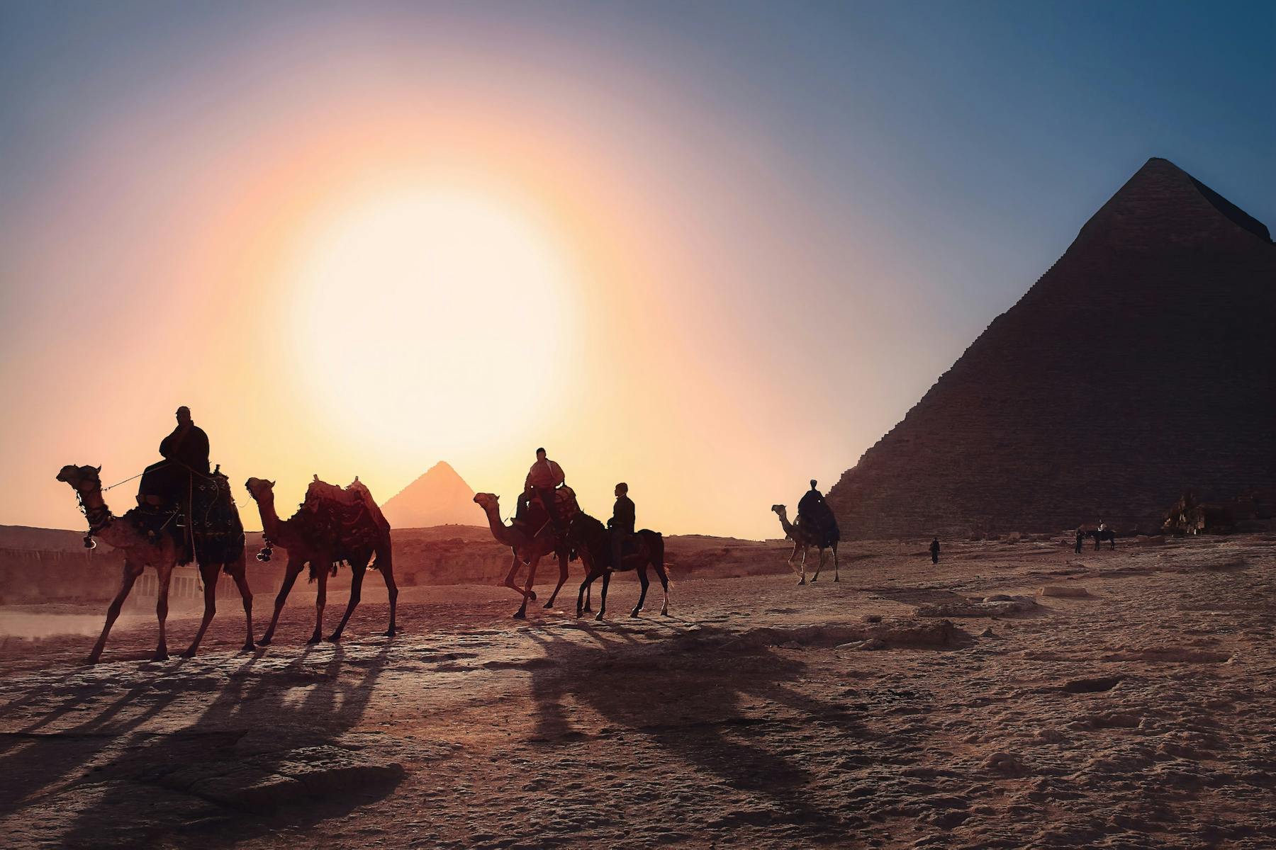 Camels striding in front of the Pyramids of Giza in Egypt.
