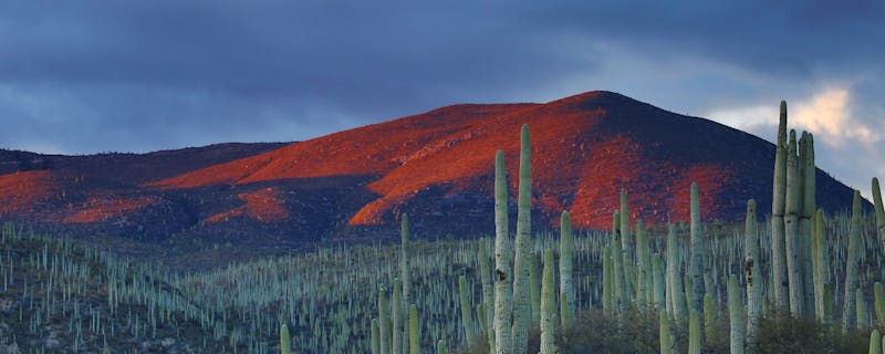 A view of cacti and hills in the Zapotitlán Salinas Botanical Garden, Mexico.