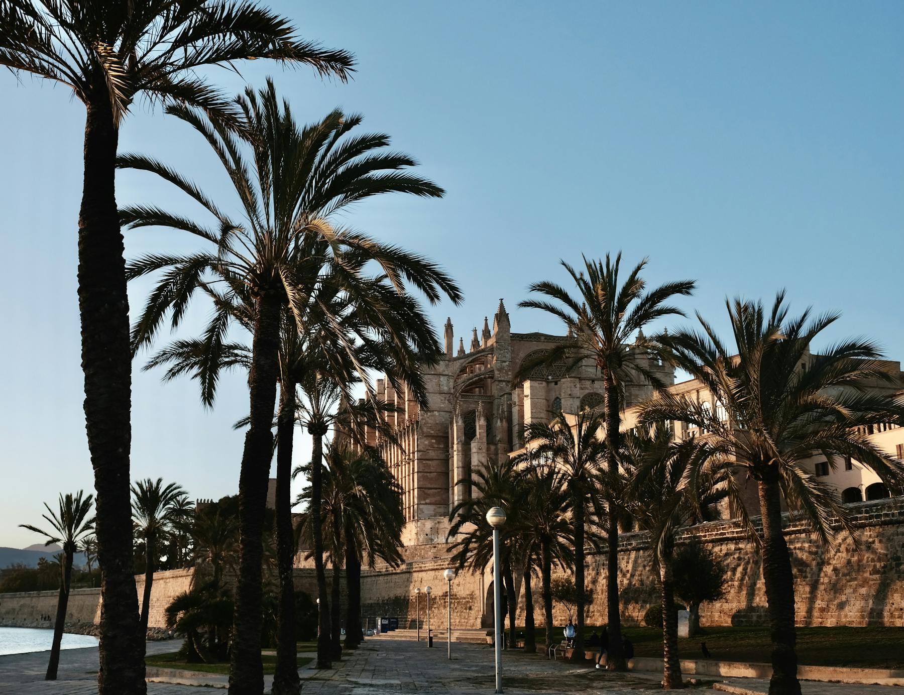 Cathedral in Palma Mallorca Spain with palm trees at sunset